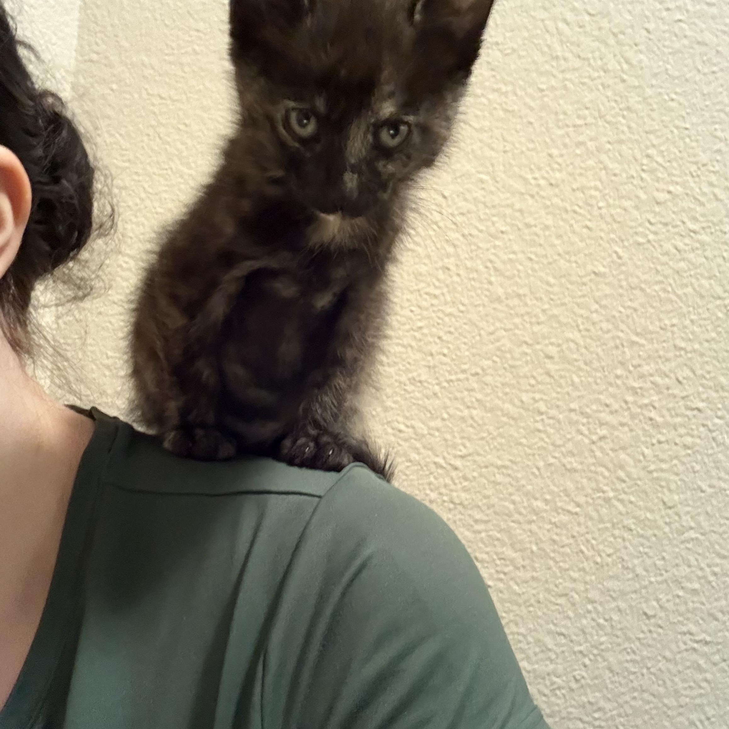 Enlarge Star, a Adopted Domestic Short Hair in Hillsboro, OR image 4/4