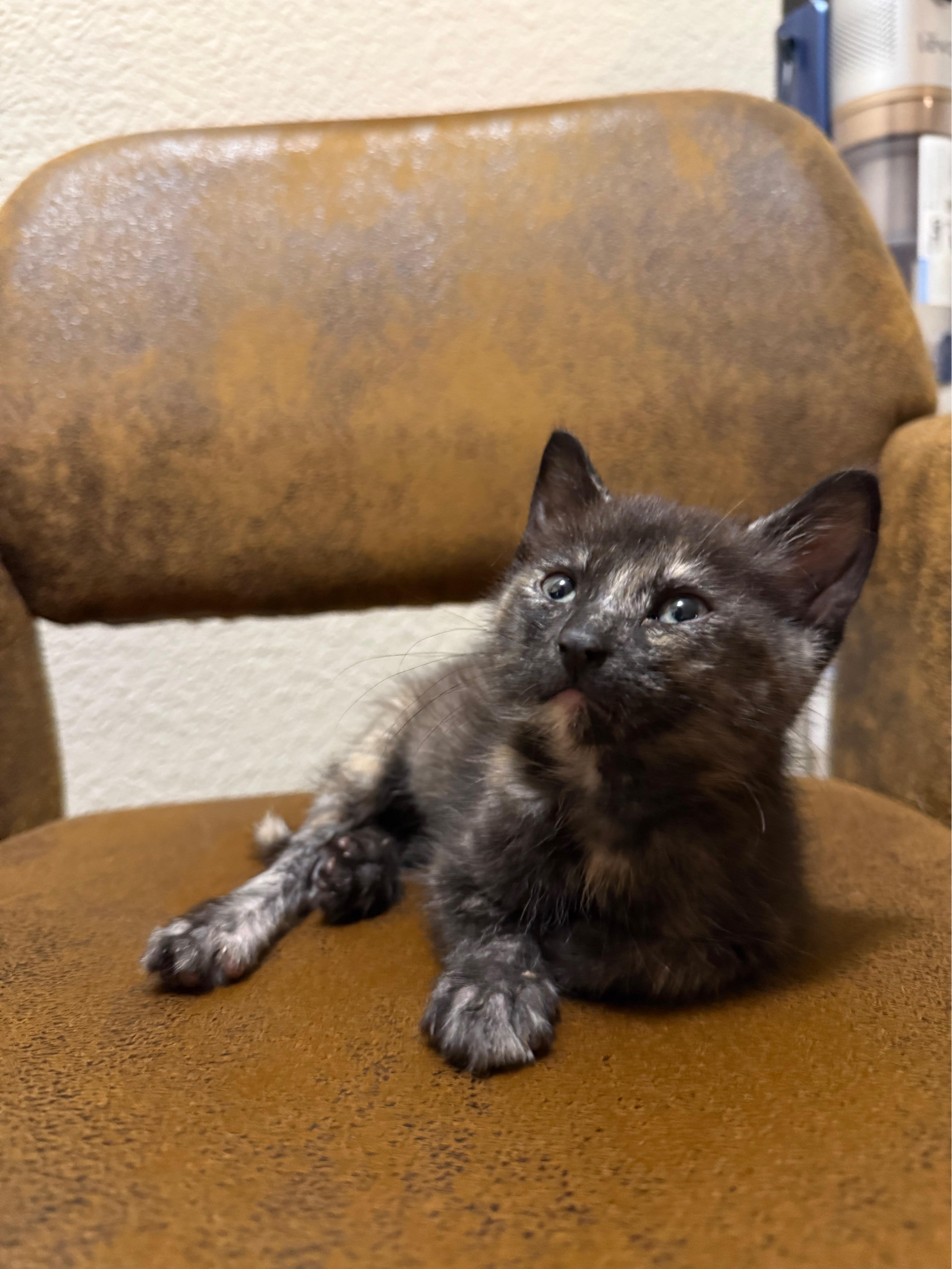 Enlarge Star, a Adopted Domestic Short Hair in Hillsboro, OR image 1/4