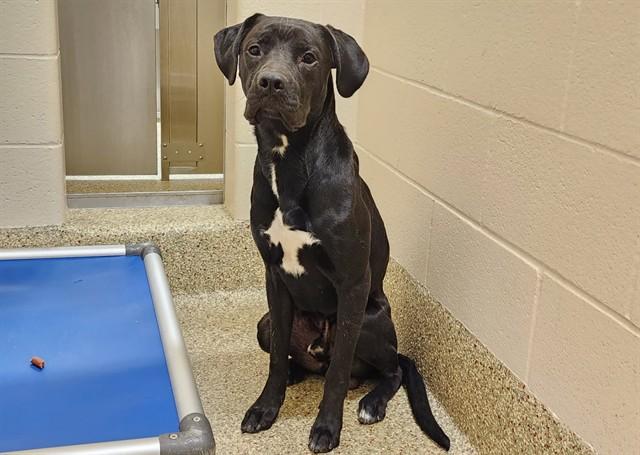 CALVIN, Adoptable, Adult Male Labrador Retriever & Pit Bull Terrier.