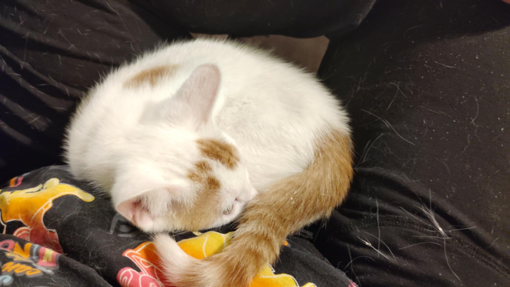Avogato
