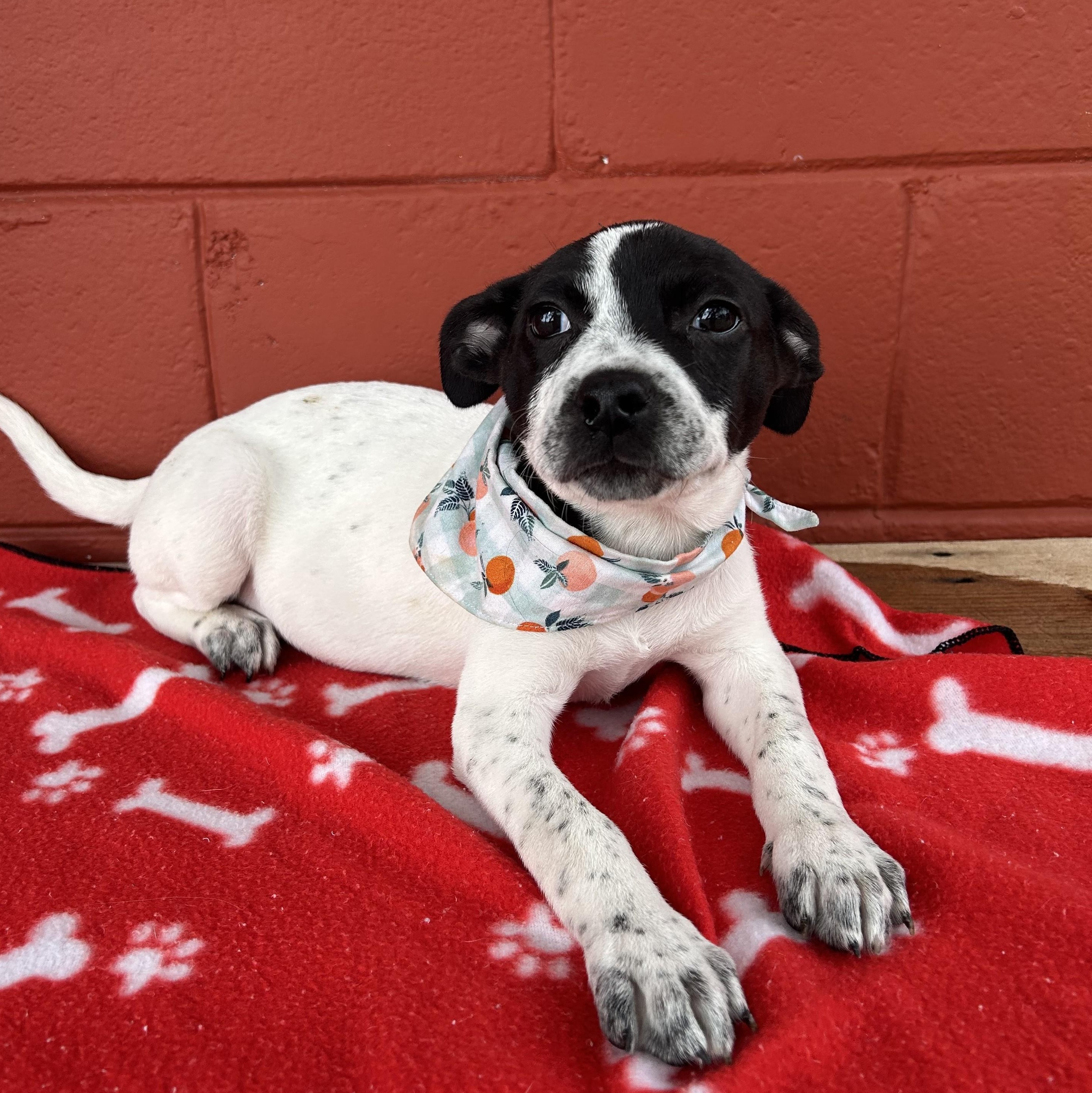 Tabby , ADOPTABLE, Young Female Fox Terrier.