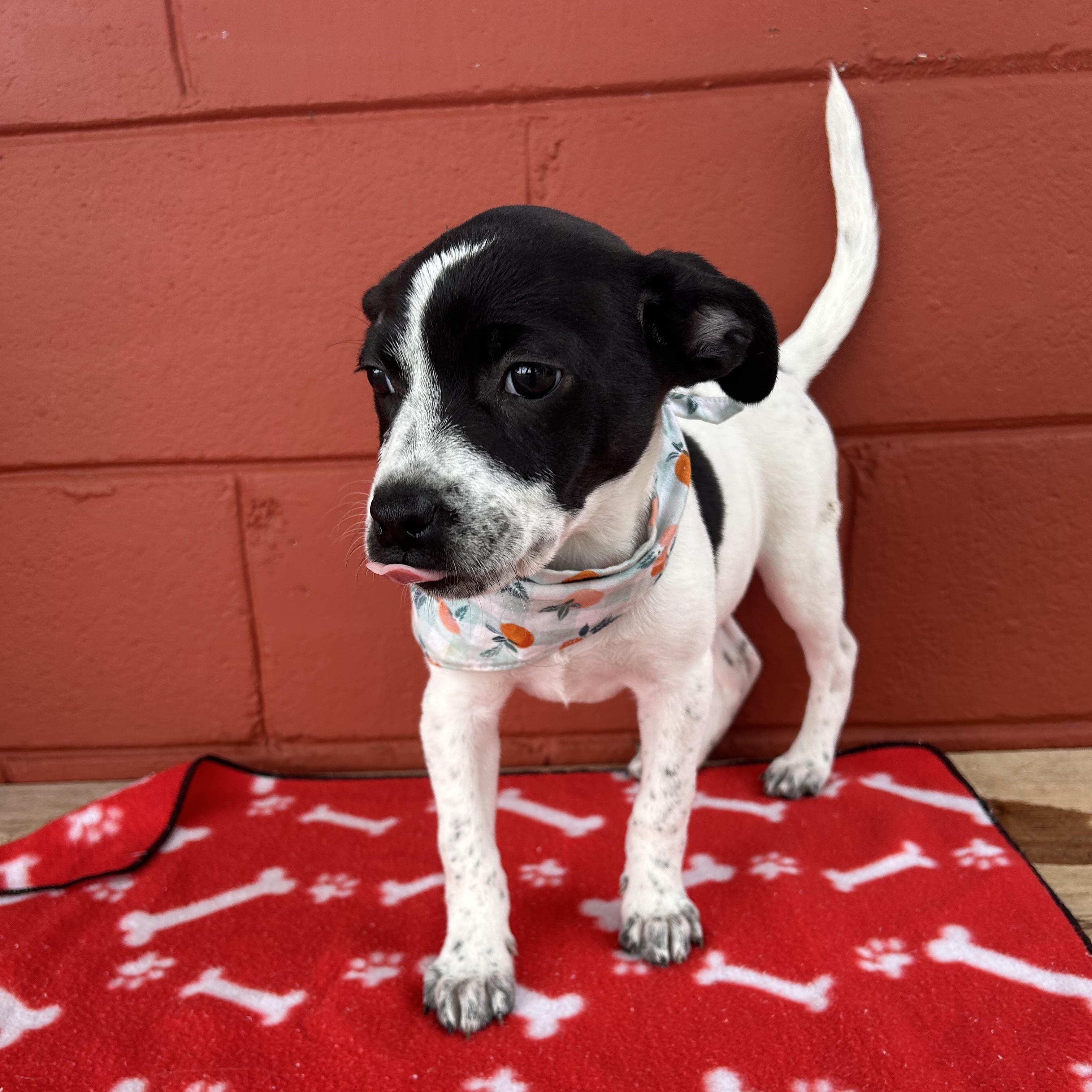 Enlarge Tabby , a ADOPTABLE mixed breed in Pensacola, FL image 2/3