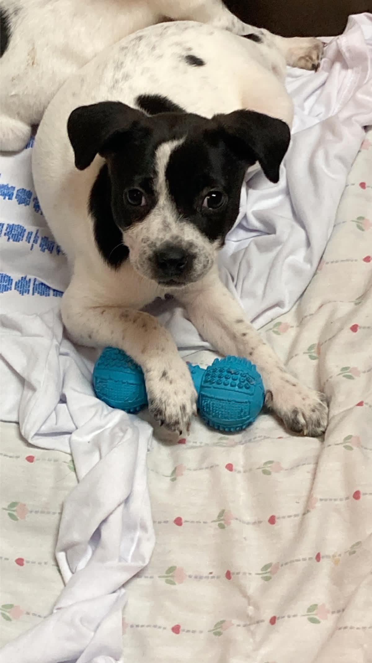 Enlarge Tabby , a ADOPTABLE mixed breed in Pensacola, FL image 3/3