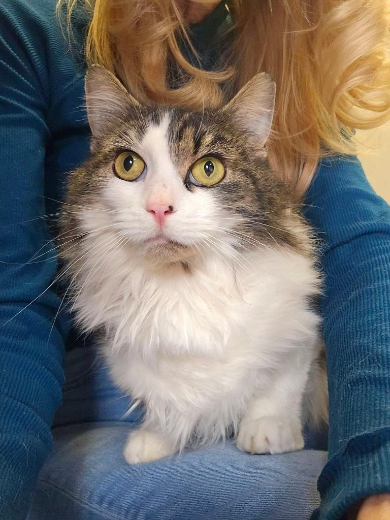 Enlarge Prudence, a Adoptable mixed breed in Shelton, WA image 1/5