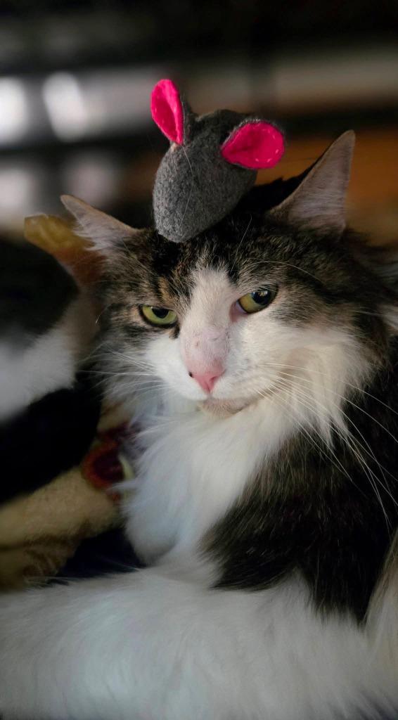 Enlarge Prudence, a Adoptable mixed breed in Shelton, WA image 2/5