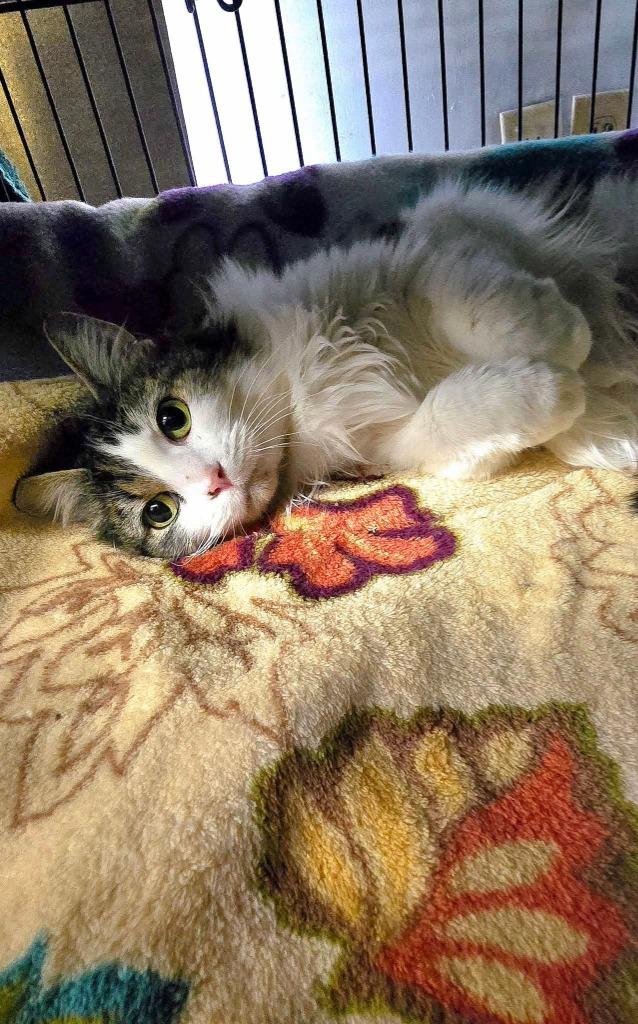 Enlarge Prudence, a Adoptable mixed breed in Shelton, WA image 3/5