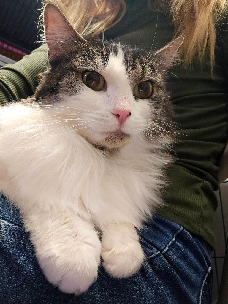 Enlarge Prudence, a Adoptable mixed breed in Shelton, WA image 4/5