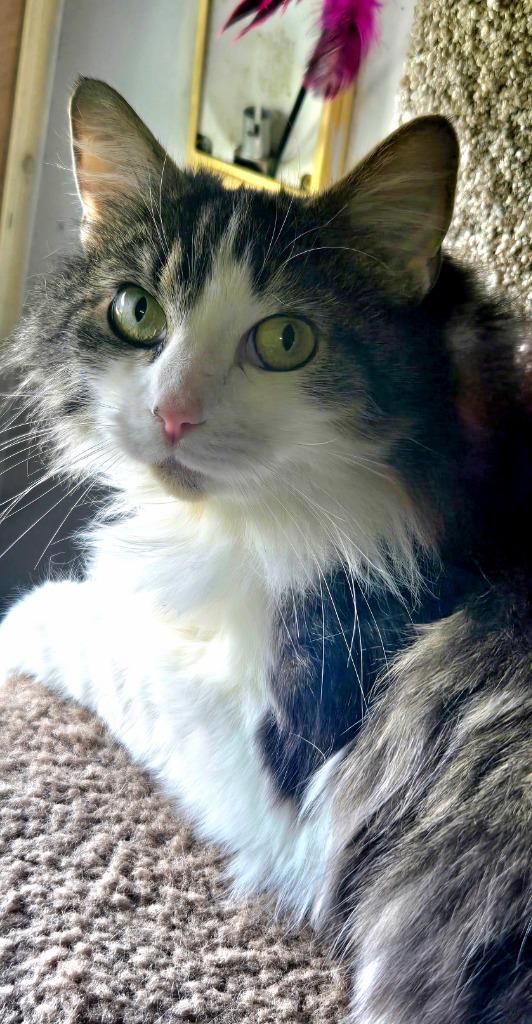 Enlarge Prudence, a Adoptable mixed breed in Shelton, WA image 5/5