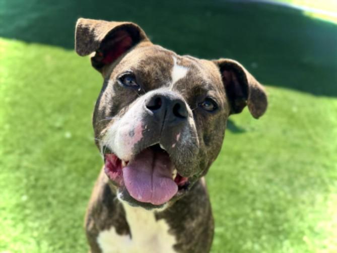 SNICKERS, Adoptable, Adult Female Pit Bull Terrier & Mixed Breed.