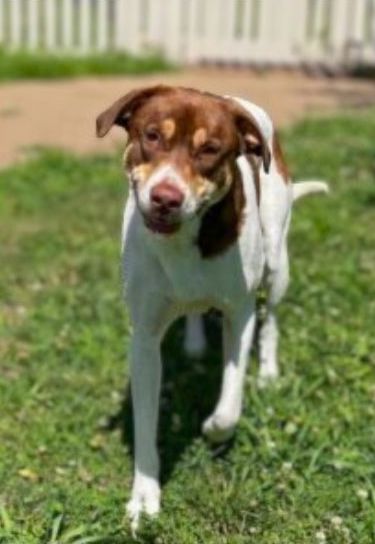 Shay, a Adoptable mixed breed in Auburn, NE image 1/4
