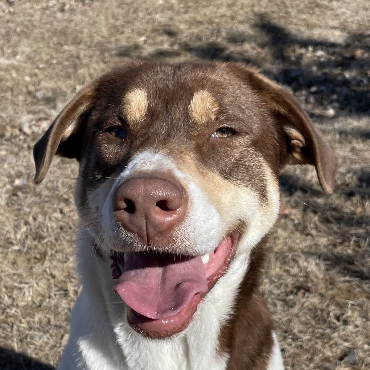 Shay, a Adoptable mixed breed in Auburn, NE image 2/4