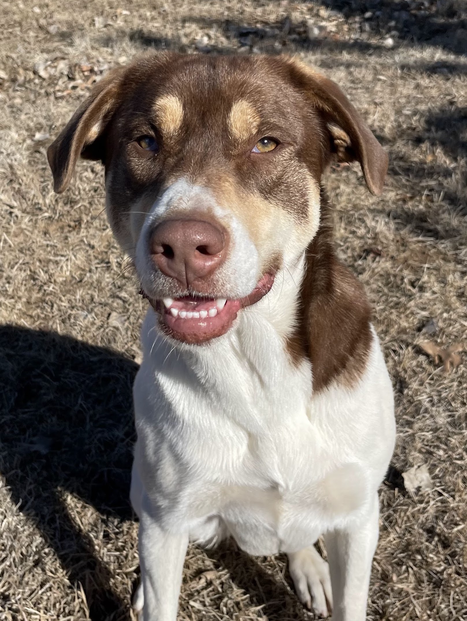 Shay, a Adoptable mixed breed in Auburn, NE image 3/4