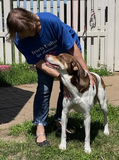 Shay, a Adoptable mixed breed in Auburn, NE image 4/4