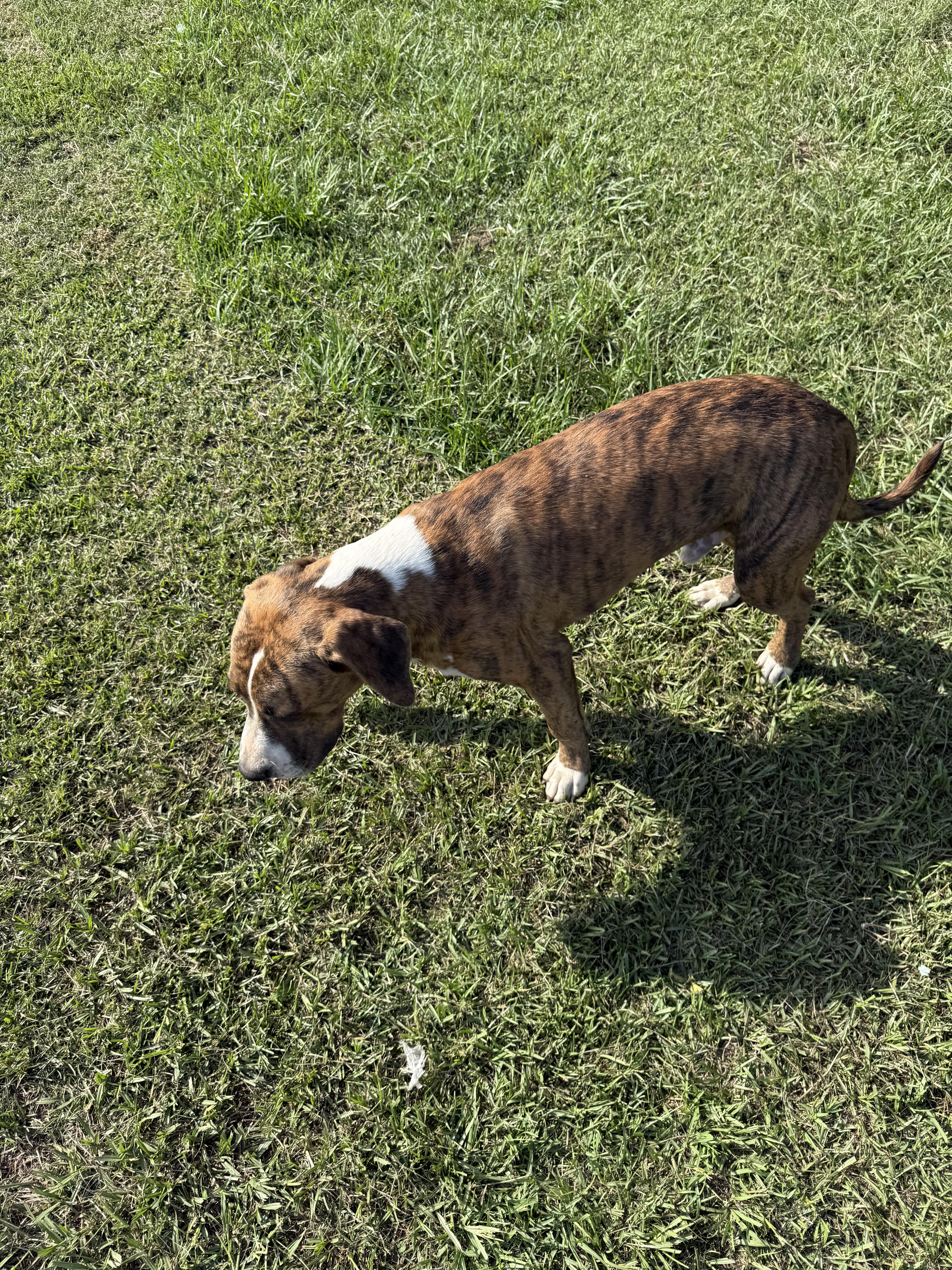 Enlarge Ozzy, a Adoptable mixed breed in Mount Hermon, LA image 4/5