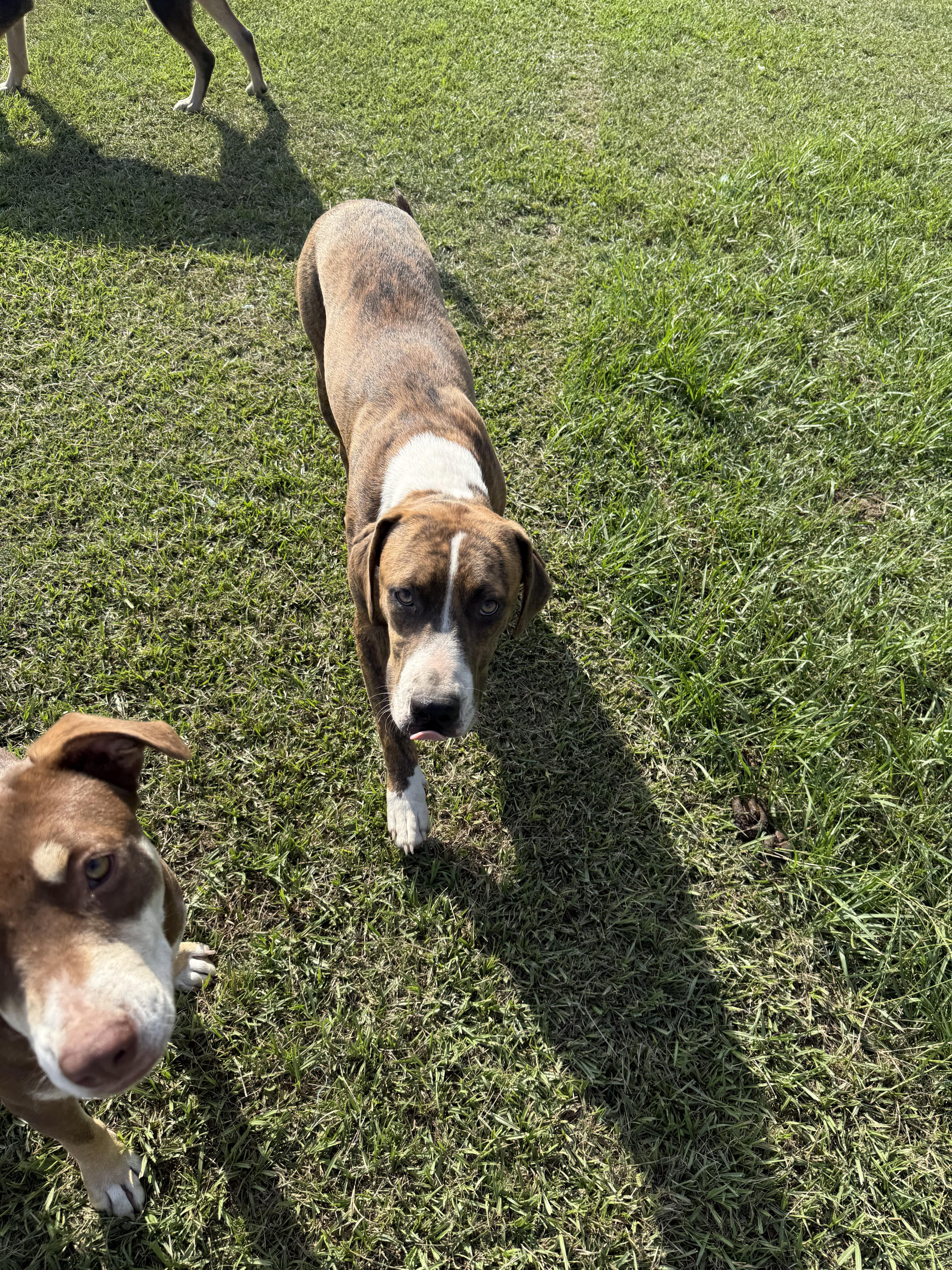 Enlarge Ozzy, a Adoptable mixed breed in Mount Hermon, LA image 3/5