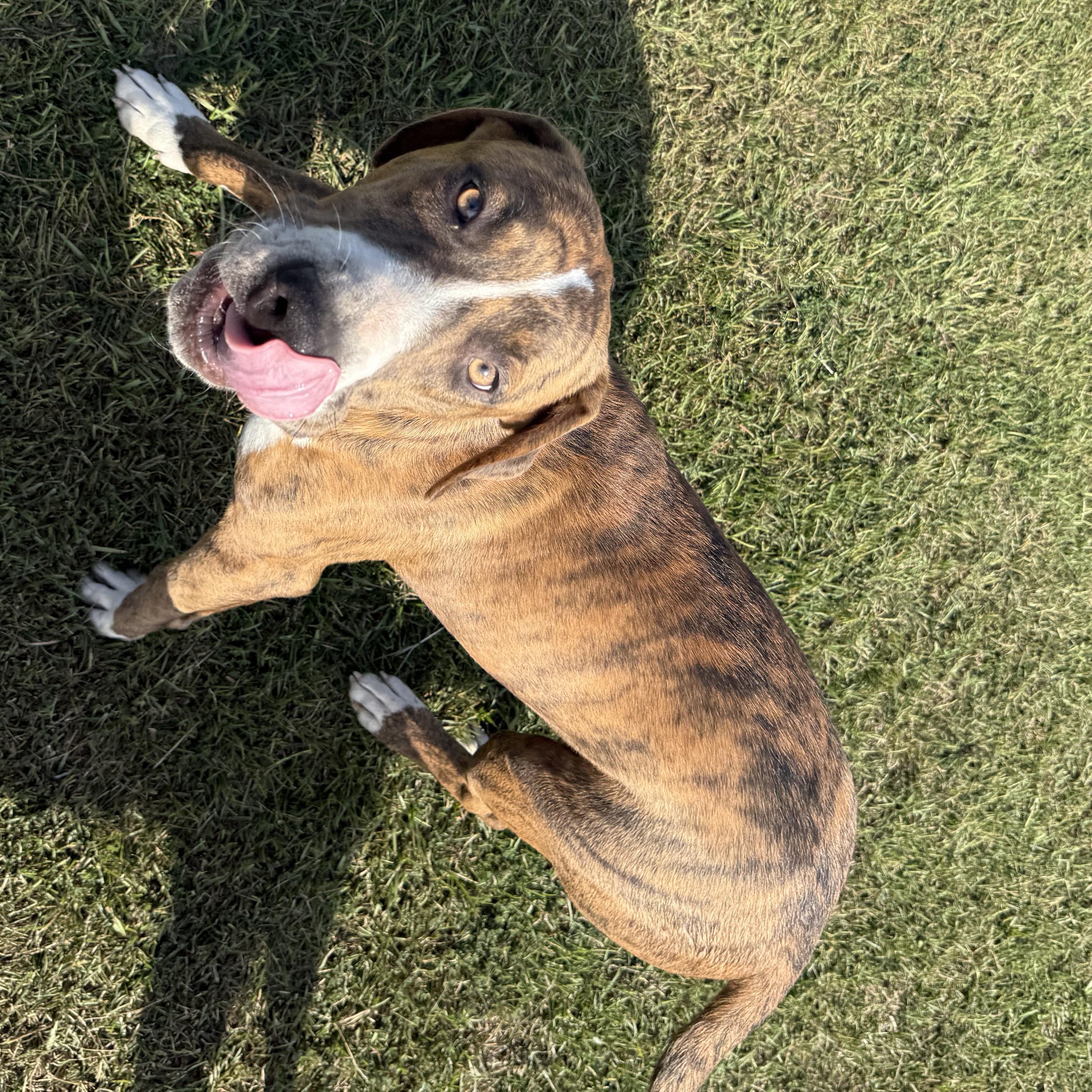 Enlarge Ozzy, a Adoptable mixed breed in Mount Hermon, LA image 1/5