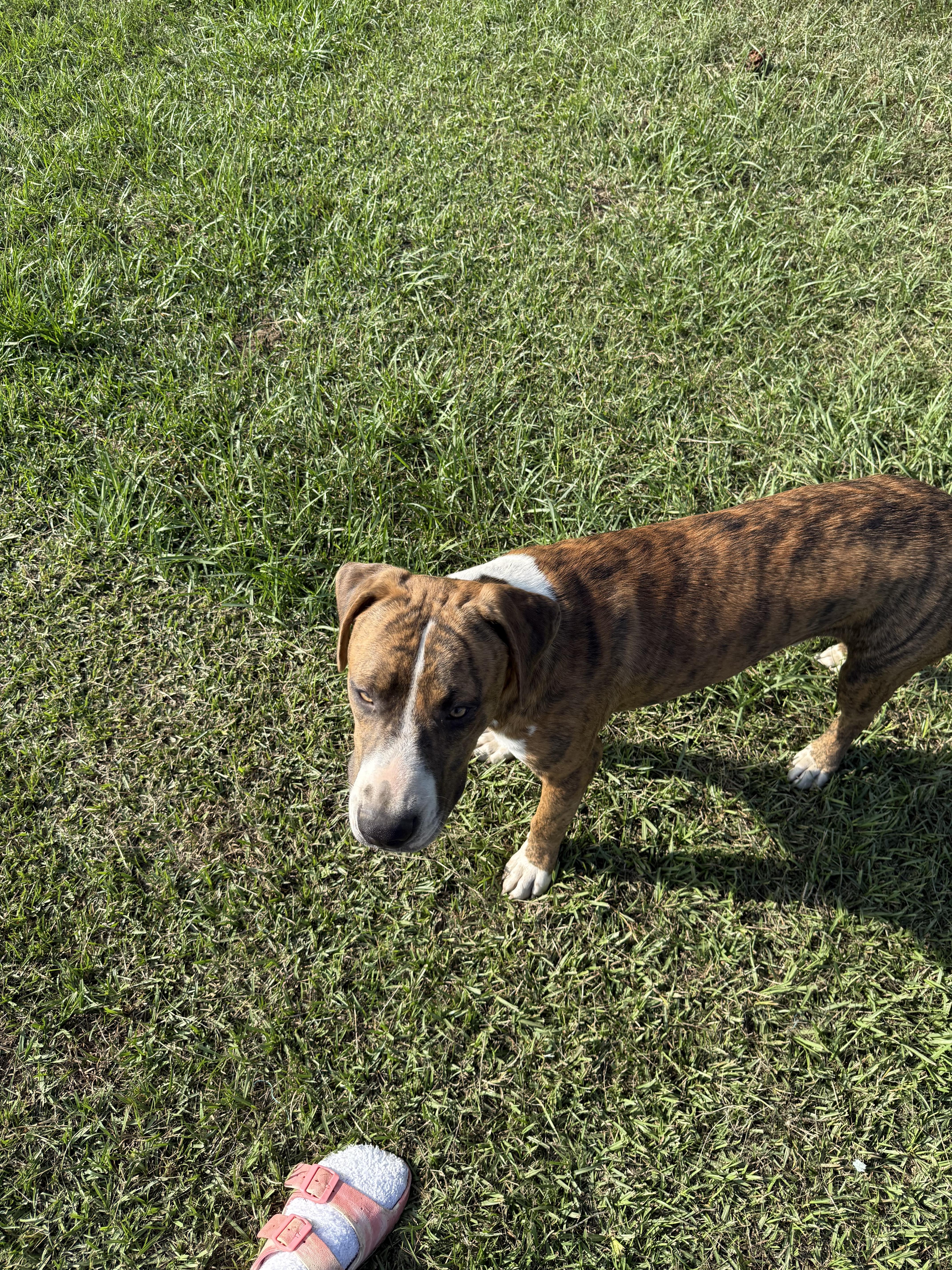 Enlarge Ozzy, a Adoptable mixed breed in Mount Hermon, LA image 5/5