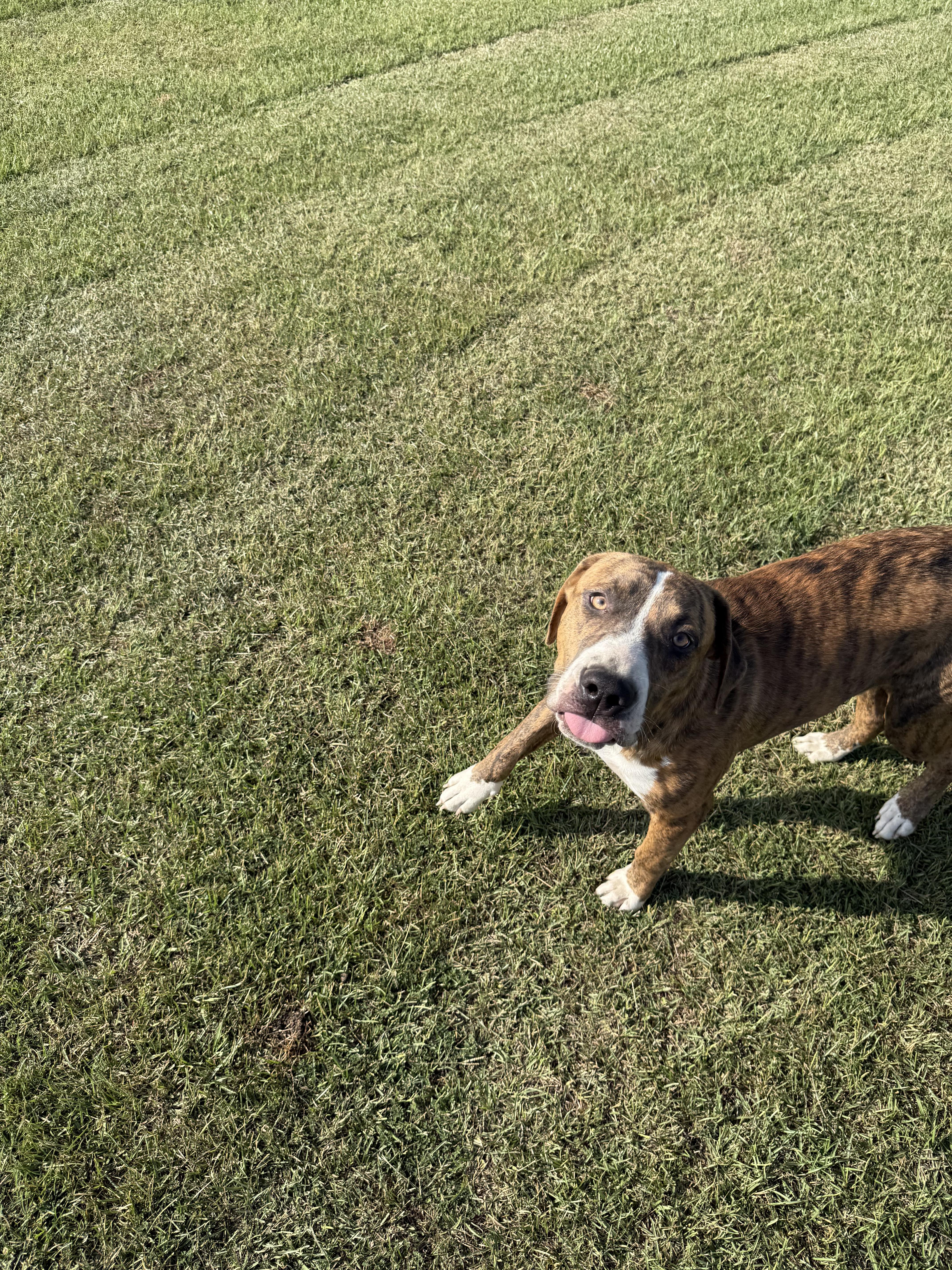 Enlarge Ozzy, a Adoptable mixed breed in Mount Hermon, LA image 2/5