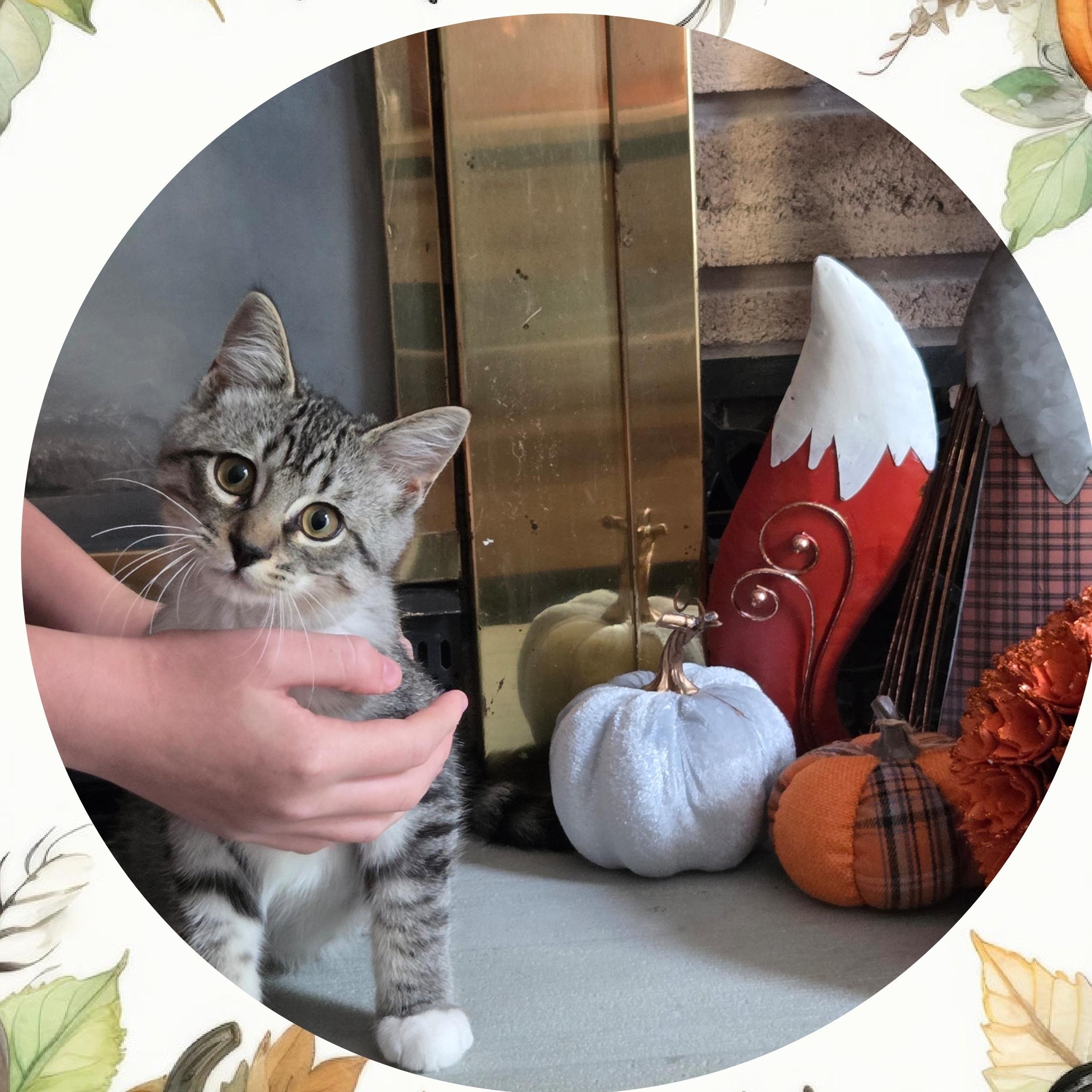 Enlarge Sven, a Adopted Domestic Short Hair in Everett, ON image 2/2