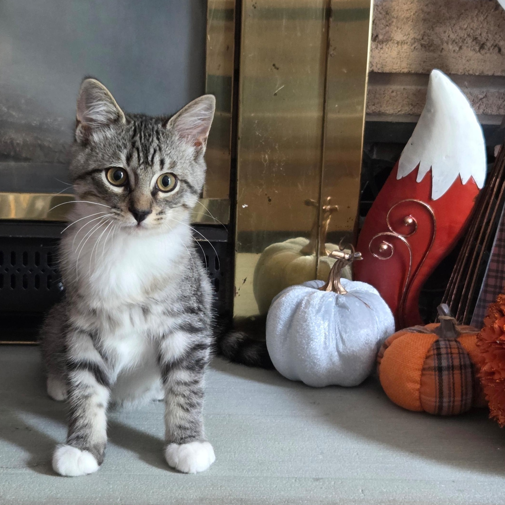 Sven, Adopted, Kitten Male Domestic Short Hair.