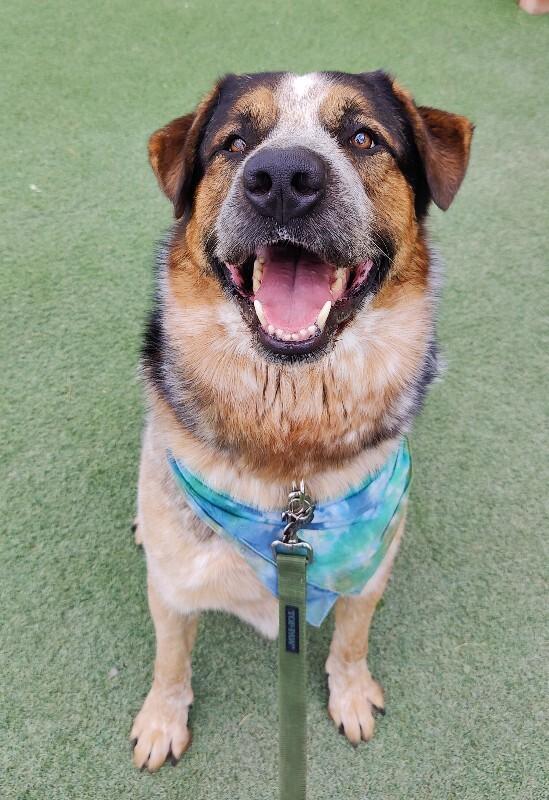 Frank, Adoptable, Adult Male Saint Bernard & Mixed Breed.