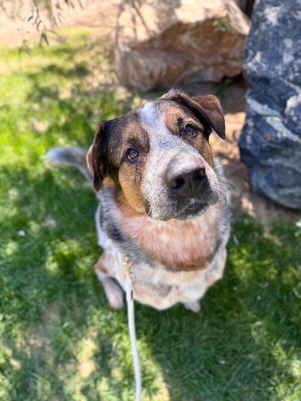 Enlarge Frank, a Adoptable mixed breed in Fruit Heights, UT image 2/6