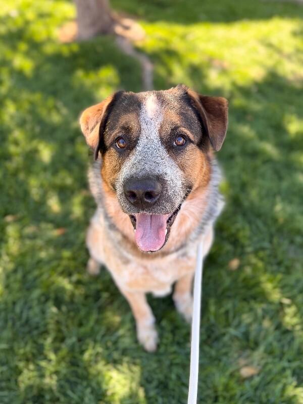 Enlarge Frank, a Adoptable mixed breed in Fruit Heights, UT image 3/6