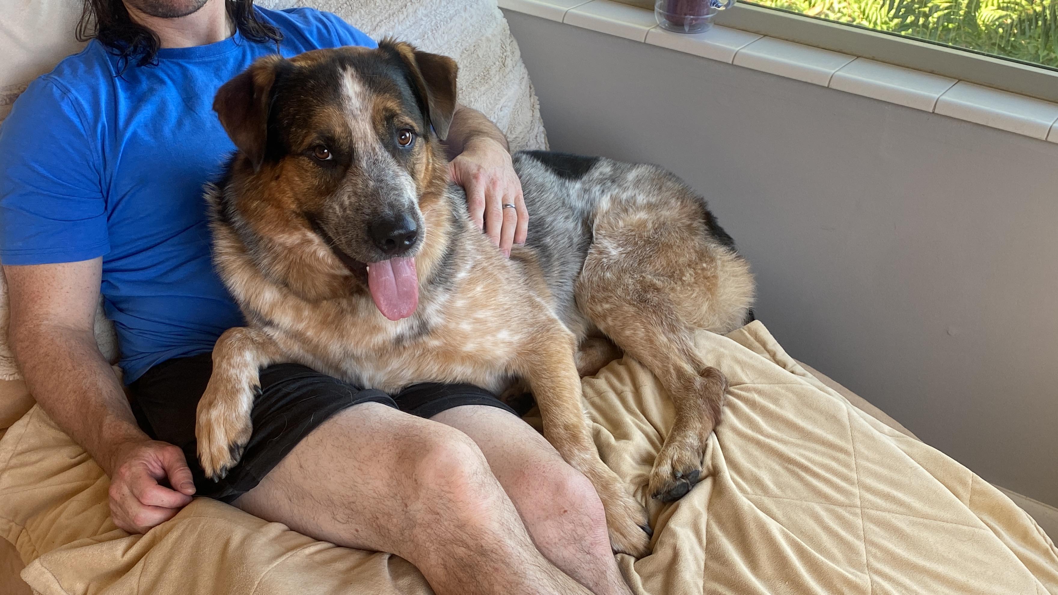 Enlarge Frank, a Adoptable mixed breed in Fruit Heights, UT image 4/6