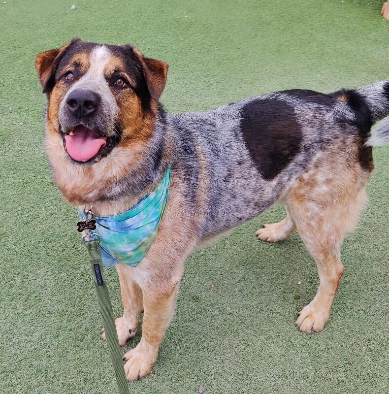 Enlarge Frank, a Adoptable mixed breed in Fruit Heights, UT image 5/6
