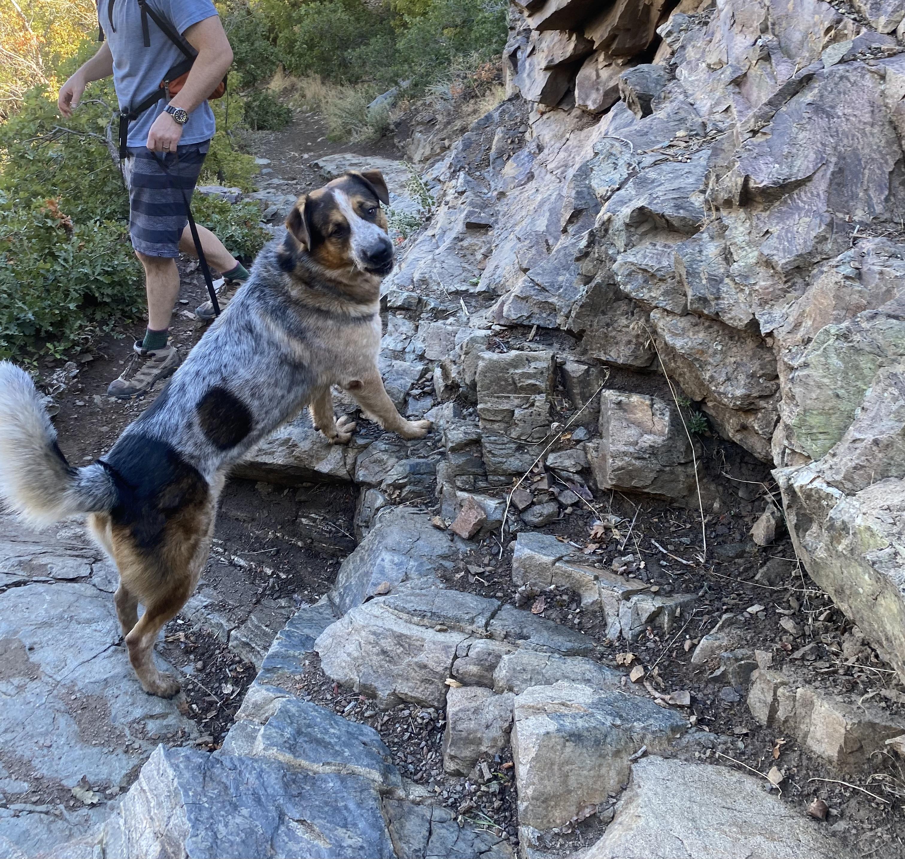 Enlarge Frank, a Adoptable mixed breed in Fruit Heights, UT image 6/6