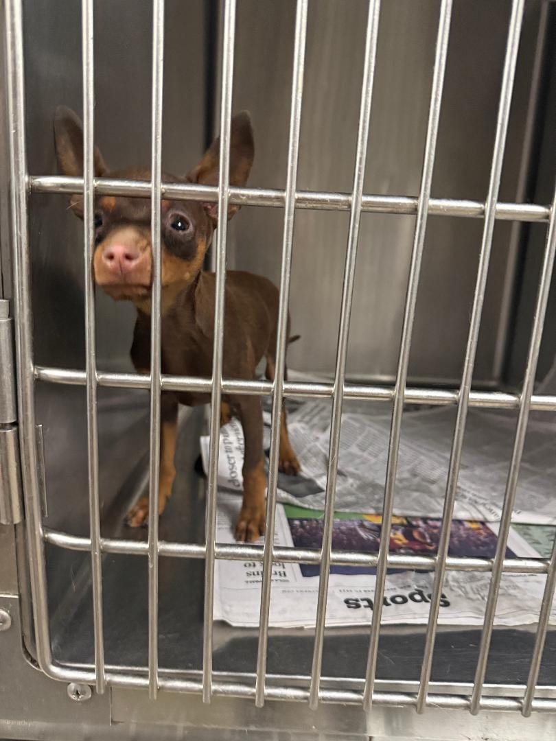 Enlarge Hazelnut, an adoptable Miniature Pinscher in Los Angeles, CA image 1/5