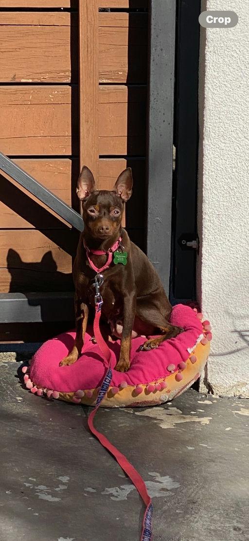 Enlarge Hazelnut, an adoptable Miniature Pinscher in Los Angeles, CA image 3/5