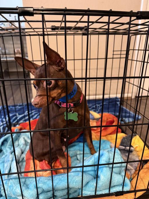 Enlarge Hazelnut, an adoptable Miniature Pinscher in Los Angeles, CA image 5/5