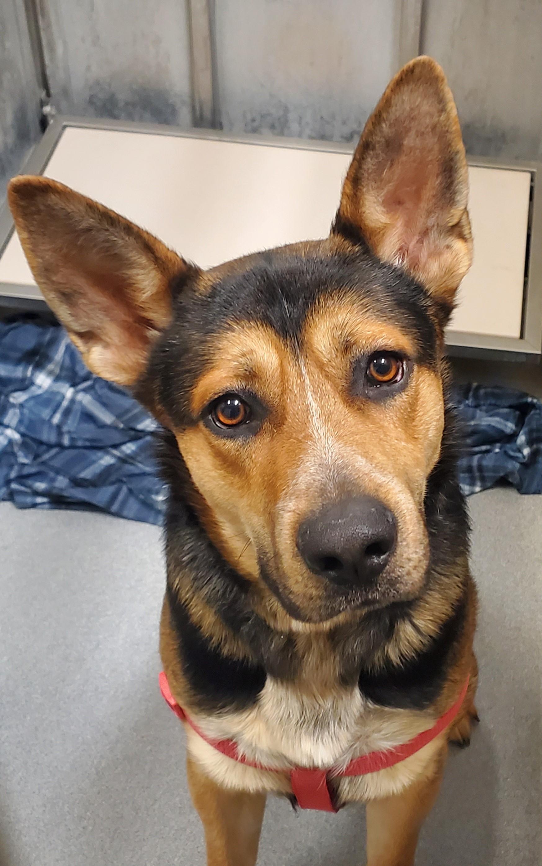 Enlarge Douglas, an adopted mixed breed in Billings, MT image 1/1