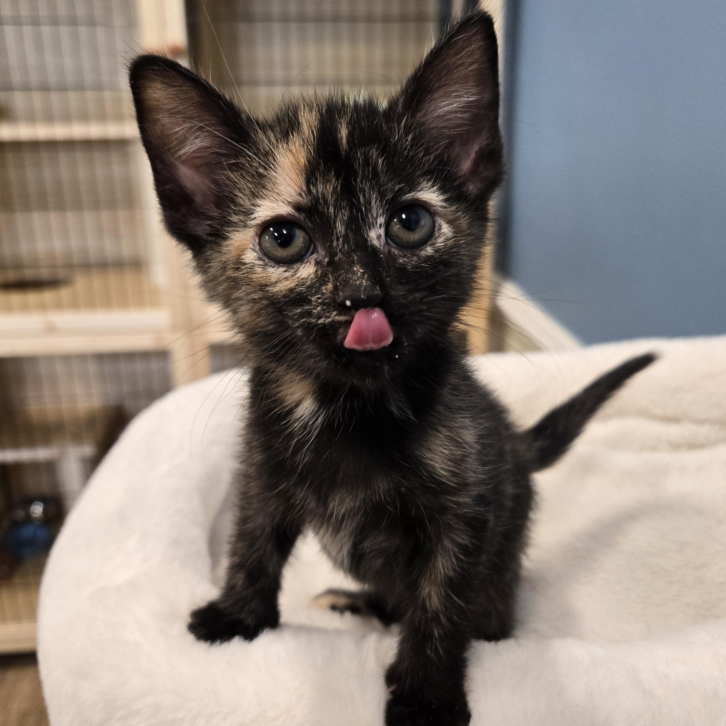 Wendy, Adoptable, Kitten Female Domestic Short Hair.