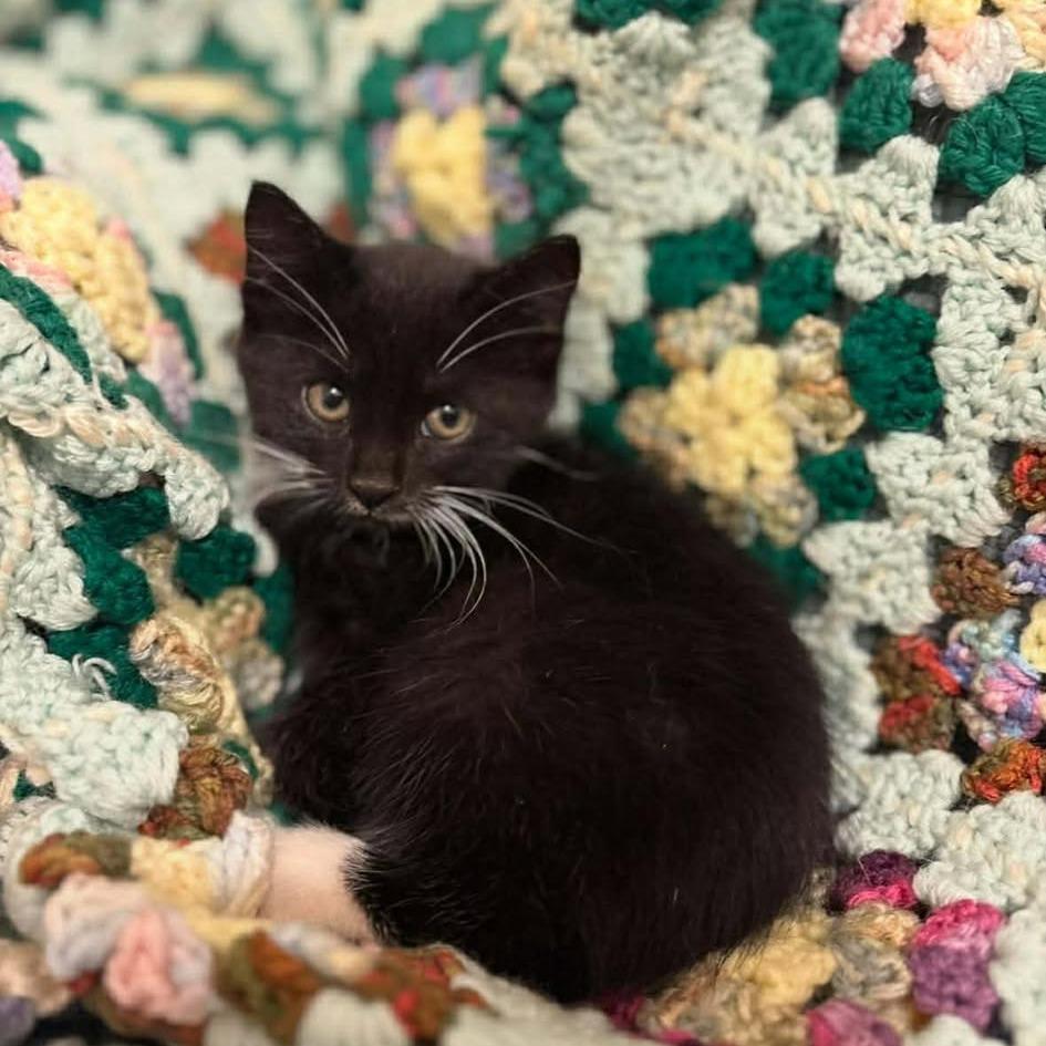Mario, Adoptable, Kitten Male Domestic Short Hair.