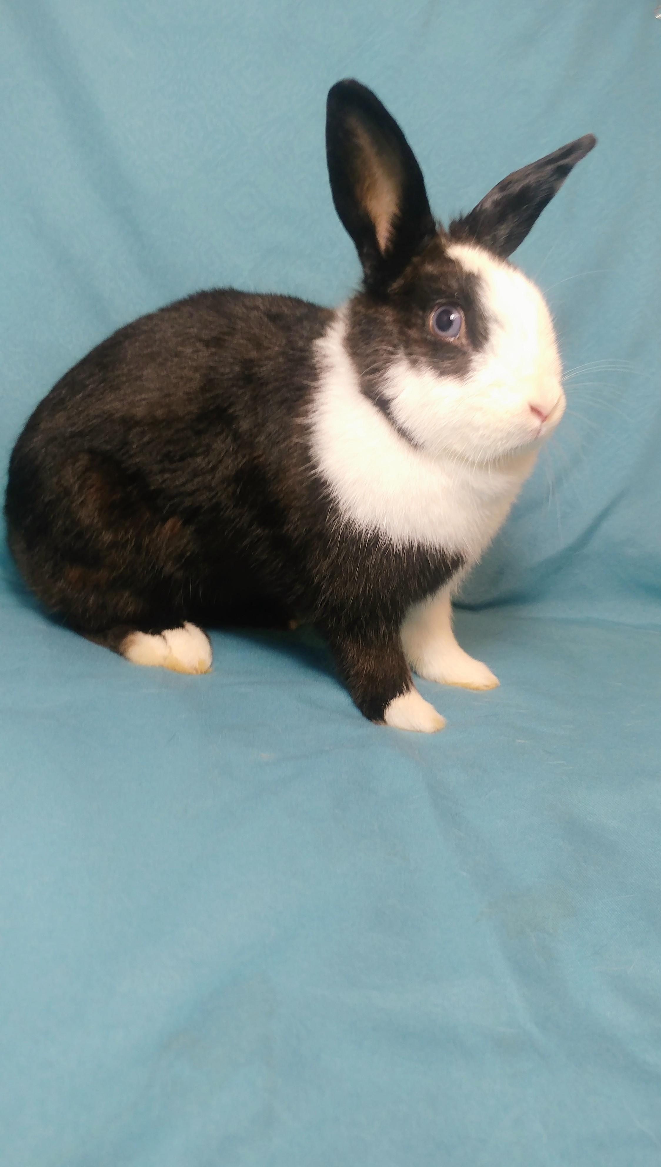 Enlarge Panda, a Adoptable Dutch in Lake Elsinore, CA image 2/5