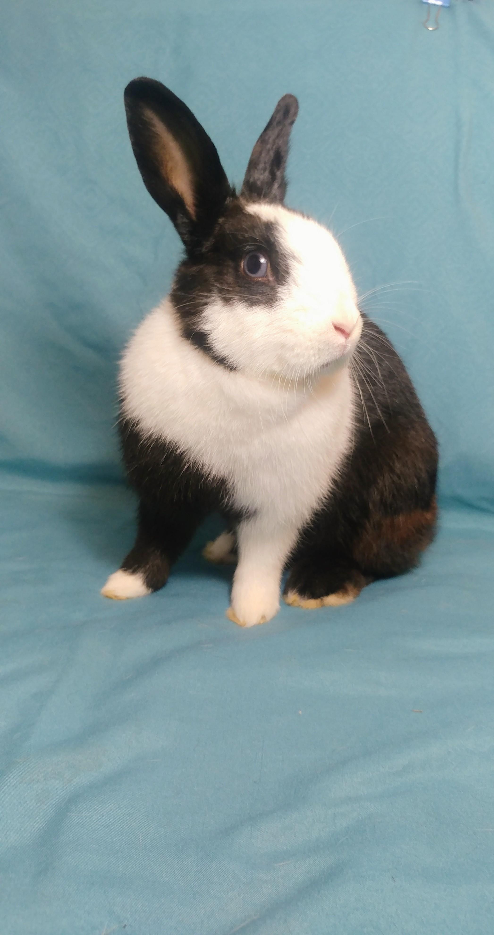 Enlarge Panda, a Adoptable Dutch in Lake Elsinore, CA image 1/5