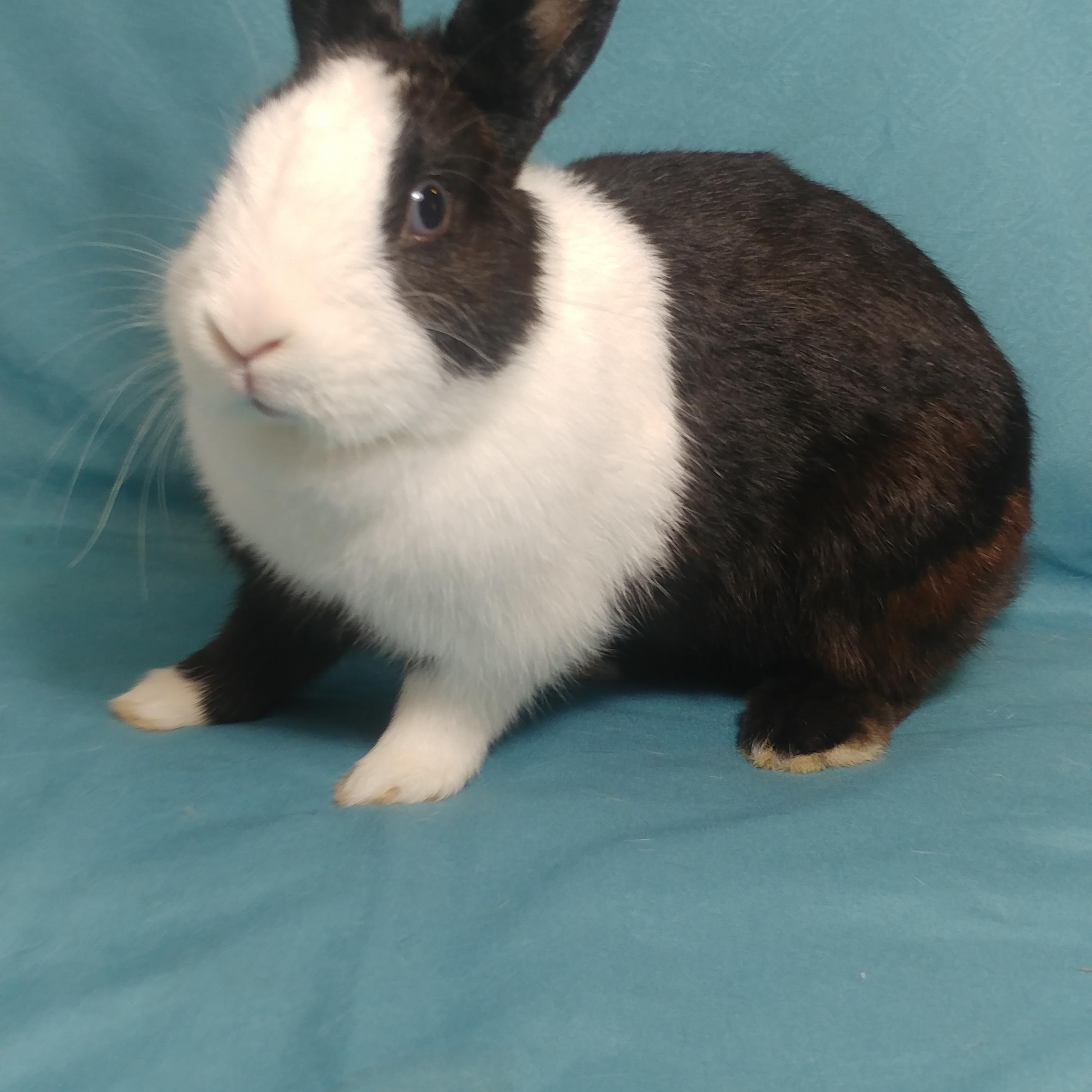 Enlarge Panda, a Adoptable Dutch in Lake Elsinore, CA image 3/5