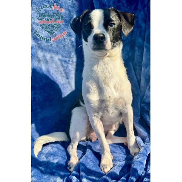 Enlarge Ellie Mae, a Adopted mixed breed in Inglewood, CA image 1/2