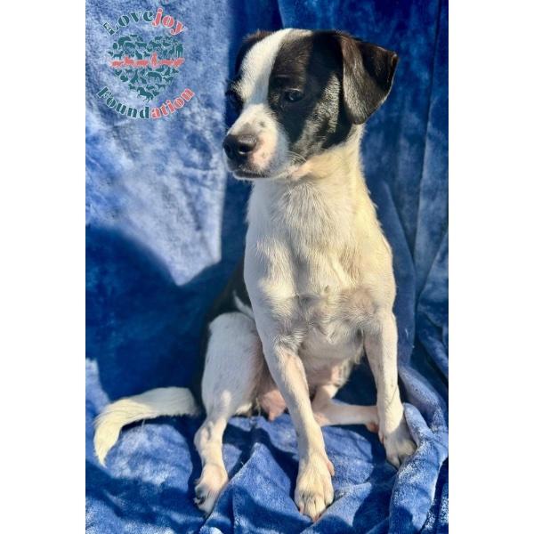 Enlarge Ellie Mae, a Adopted mixed breed in Inglewood, CA image 2/2