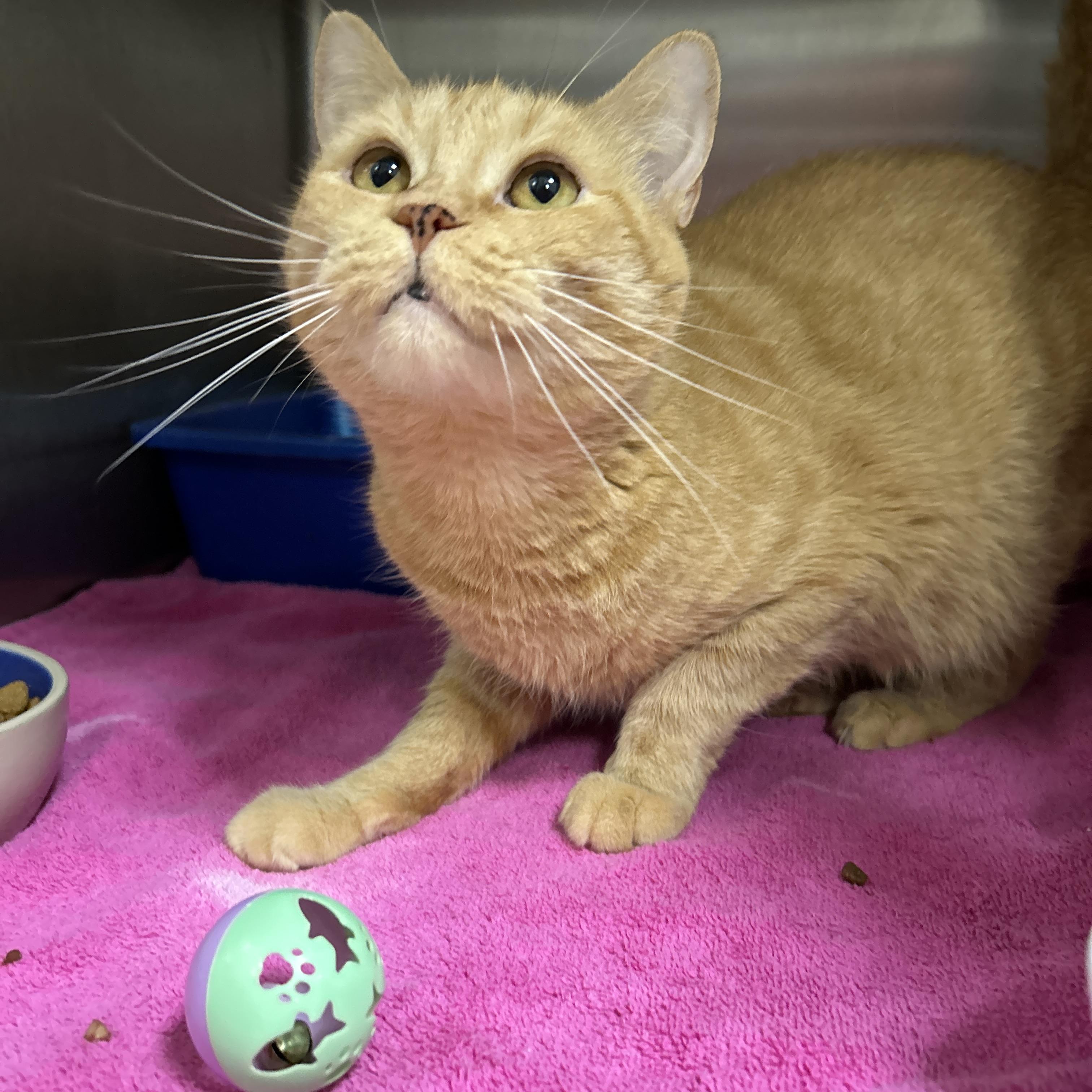 Enlarge Ace, an adopted Domestic Short Hair in La Grange Park, IL image 1/2