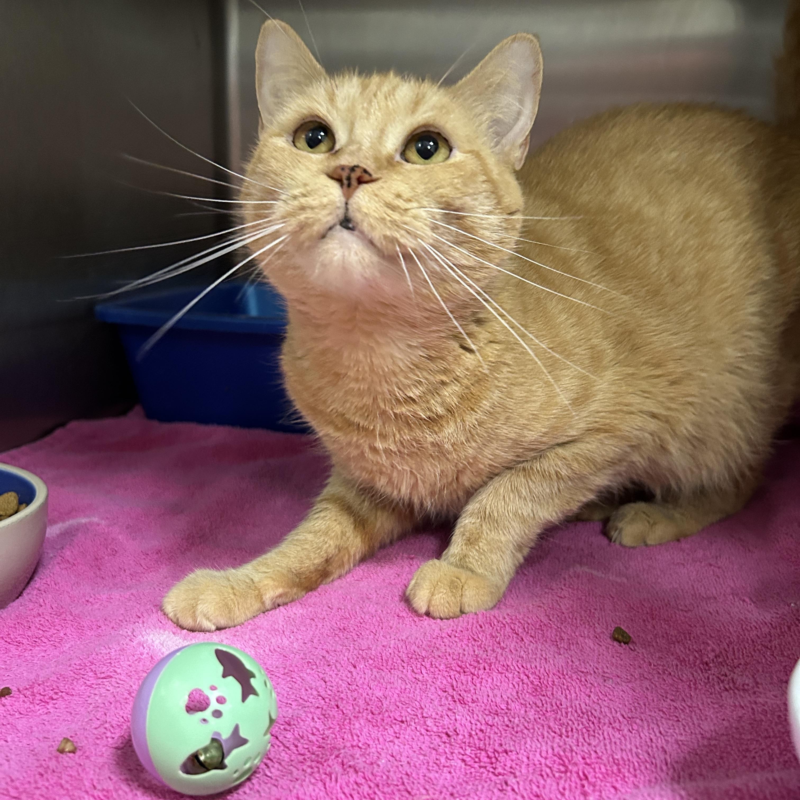 Enlarge Ace, an adopted Domestic Short Hair in La Grange Park, IL image 2/2