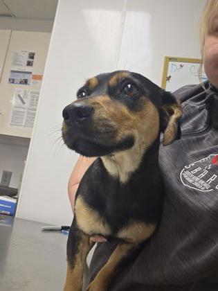 Enlarge Roz, a Adoptable mixed breed in South Bend, IN image 1/2