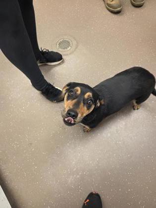 Enlarge Roz, a Adoptable mixed breed in South Bend, IN image 2/2