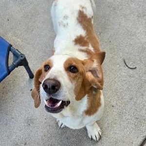 Enlarge Benji, a Adoptable Basset Hound in St. Paul, MN image 2/3