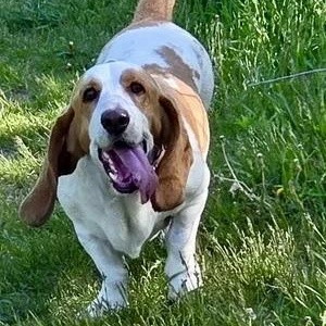 Benji, Adoptable, Adult Male Basset Hound.