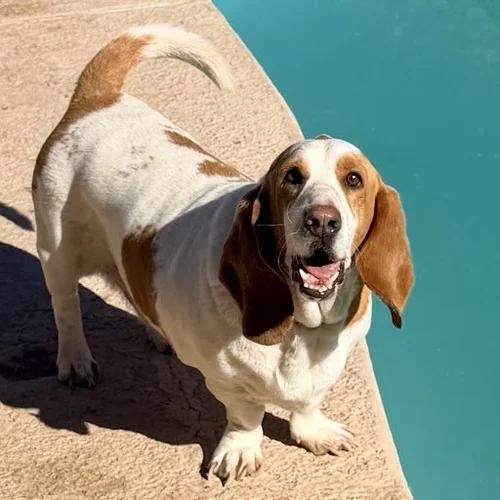 Enlarge Benji, a Adoptable Basset Hound in St. Paul, MN image 3/3