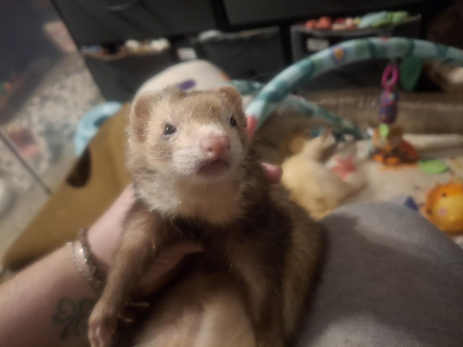 Enlarge Sigrid, a ADOPTABLE Ferret in Lake worth, FL image 1/1