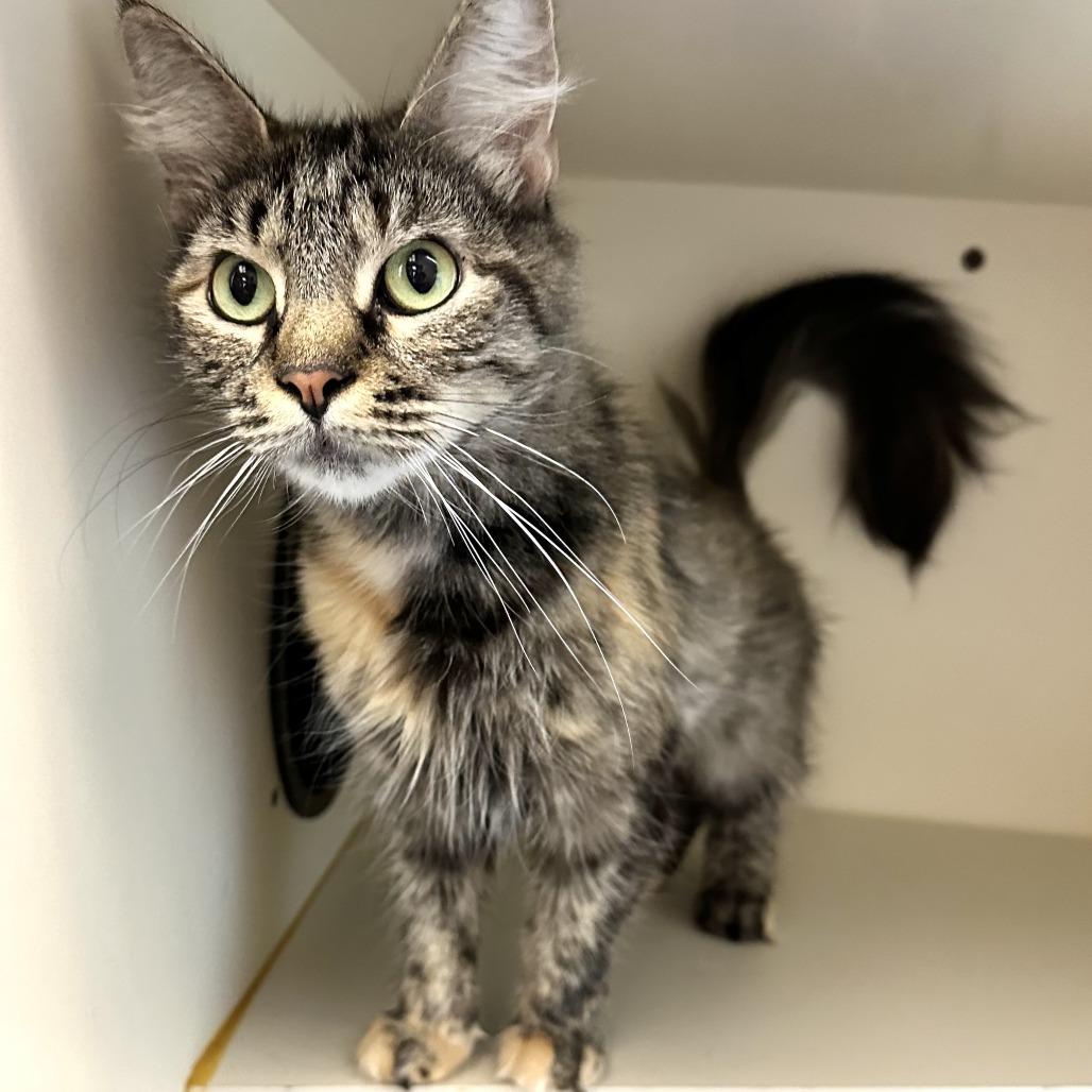 Enlarge Hera, a Adoptable Domestic Long Hair in Concord, NH image 1/3